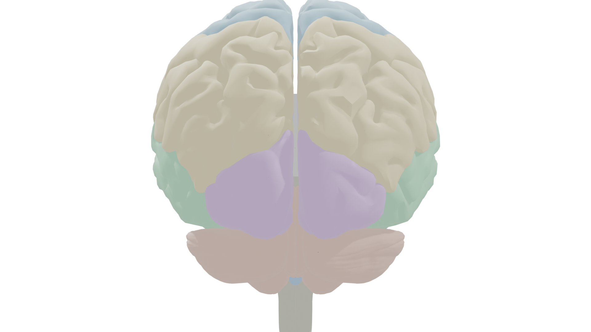 Anterior view