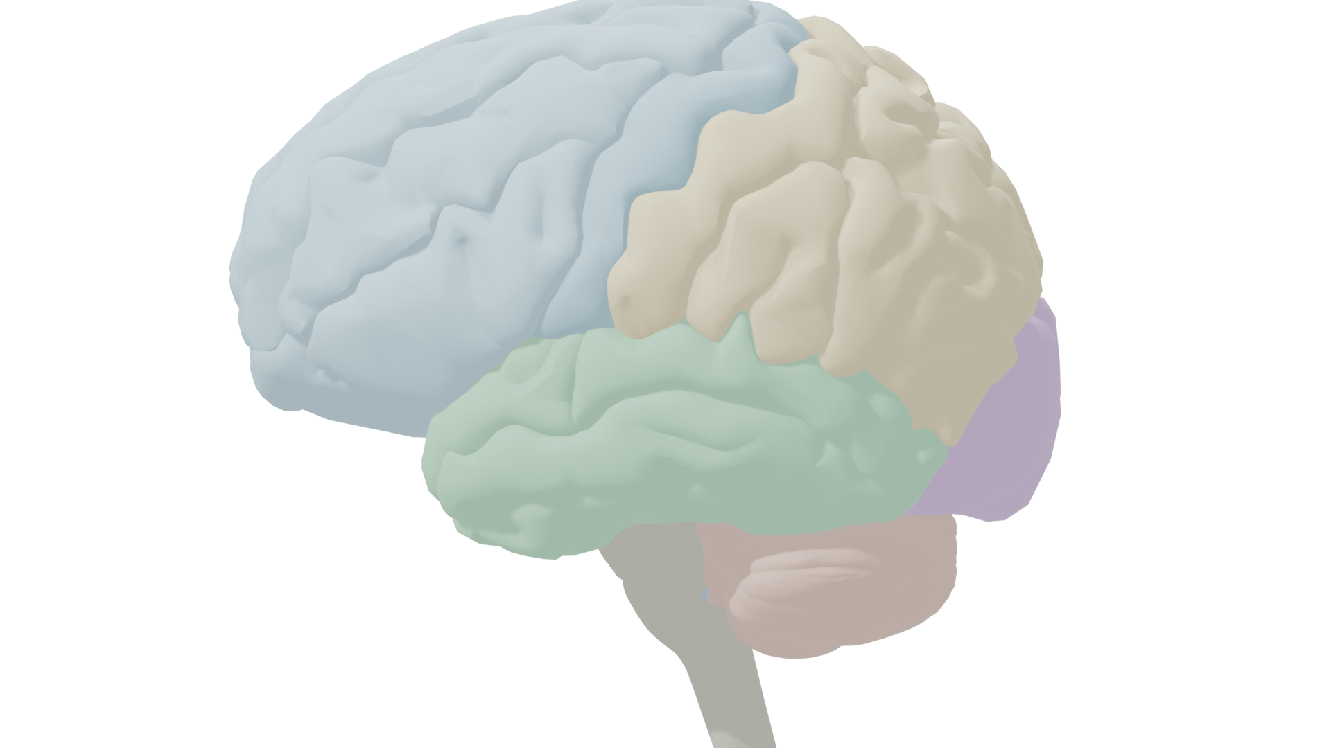 Left lateral view of the brain, color-coded by lobe