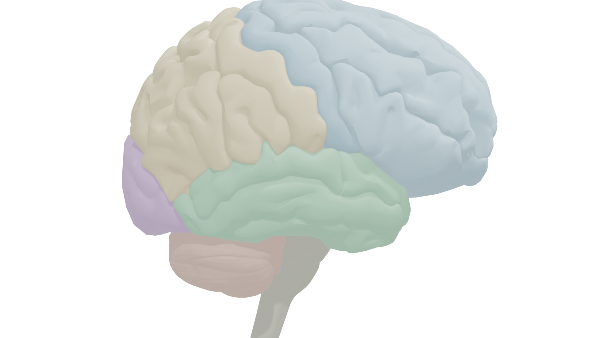 Right lateral view