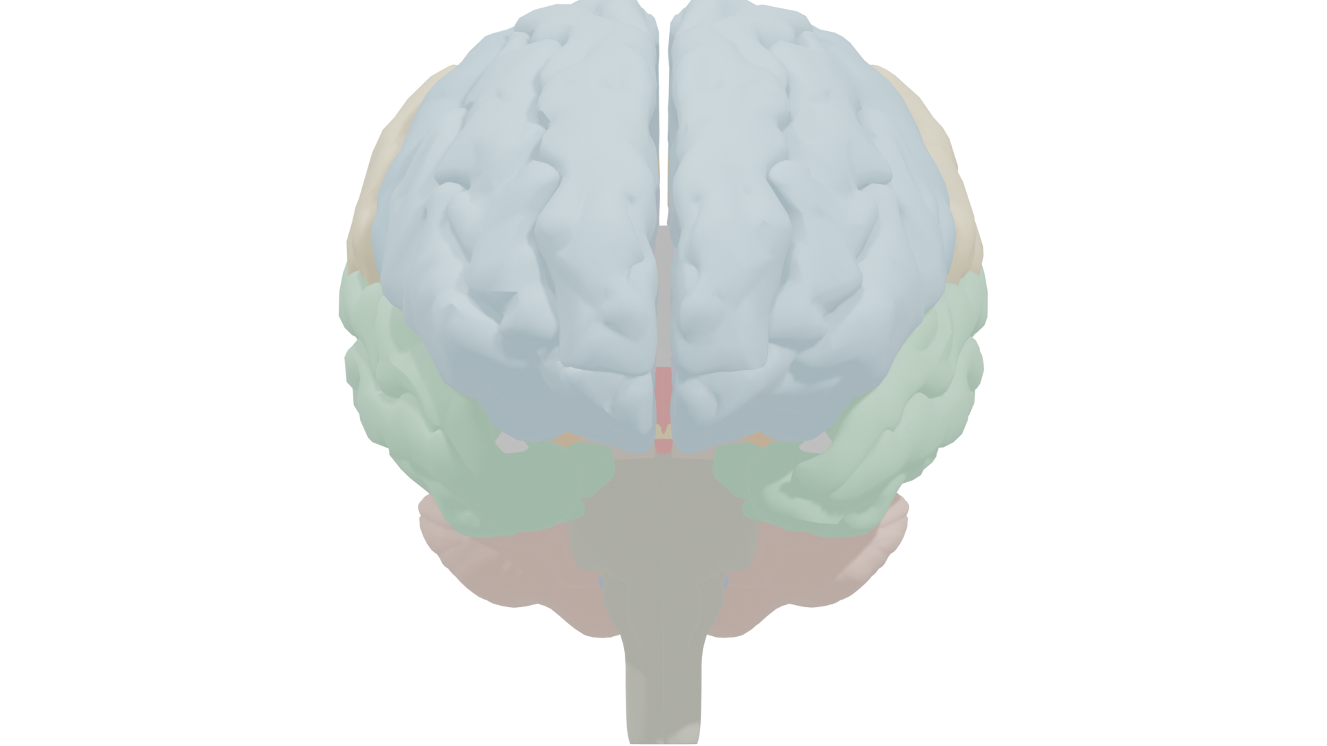 Posterior view