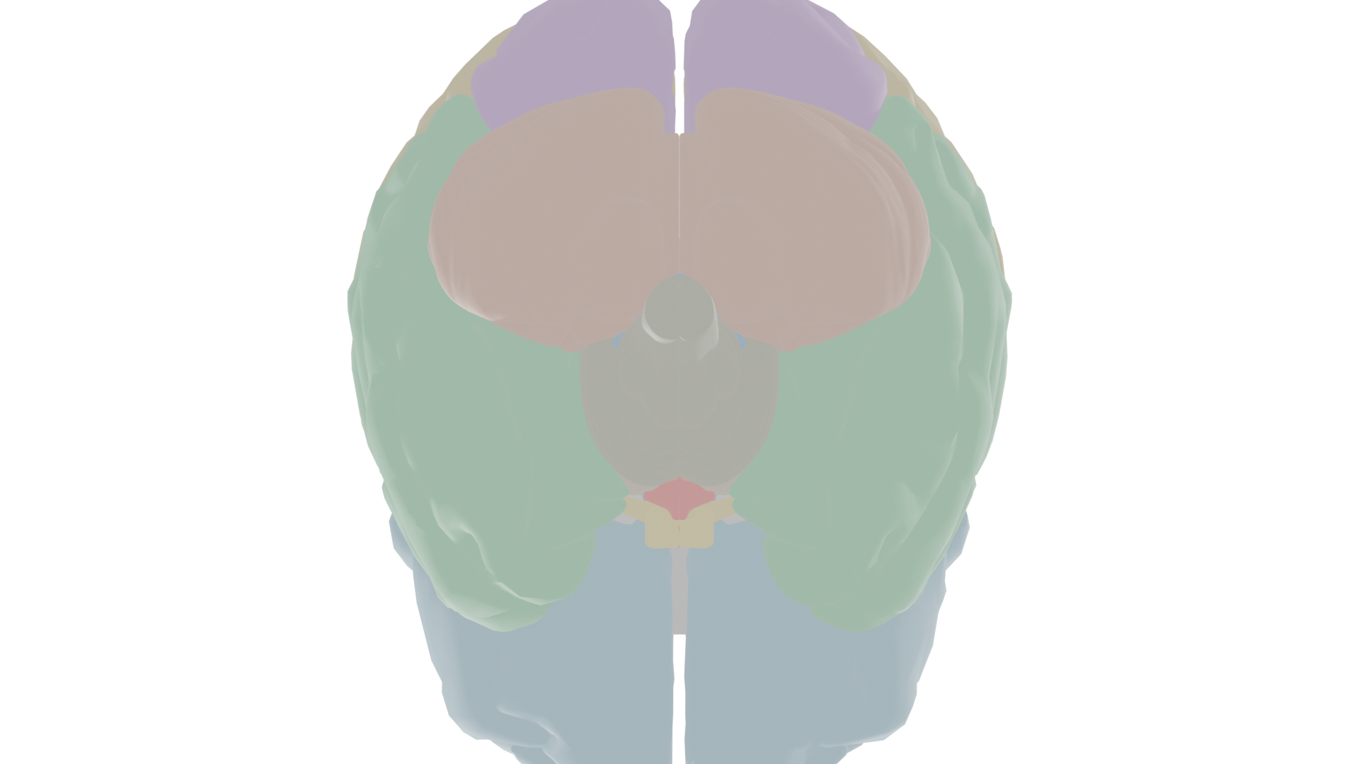 Ventral view