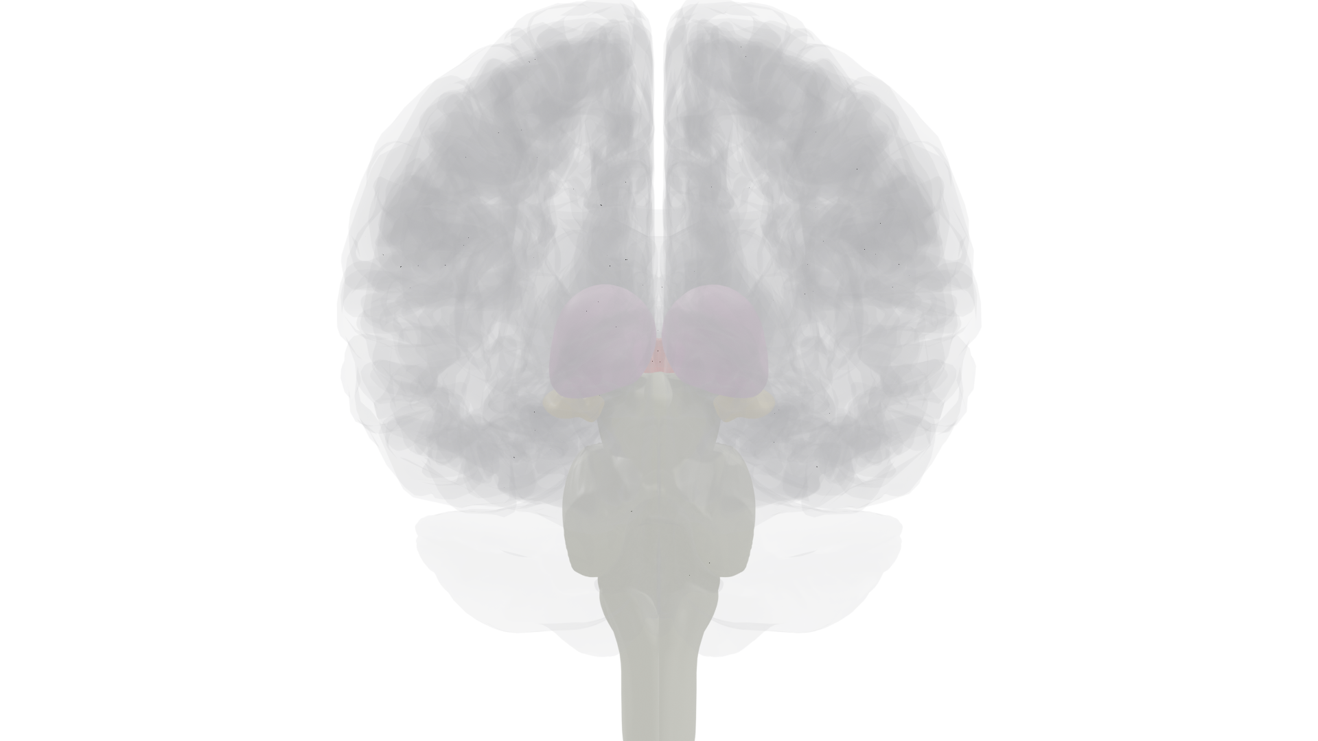Anterior view highlighting thalamus and hypothalamus
