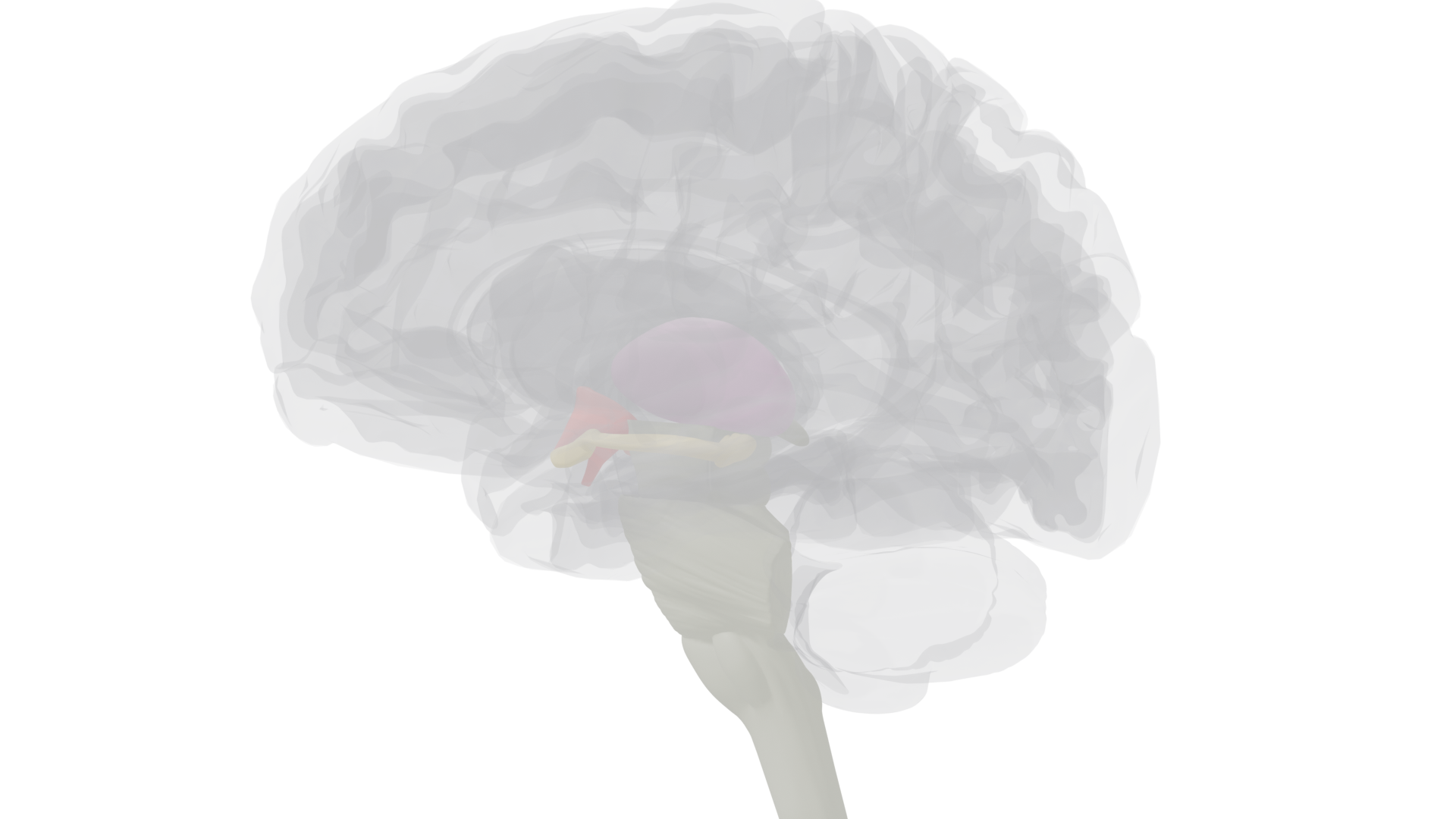 Midsagittal view highlighting hypothalamus, thalamus, and brainstem