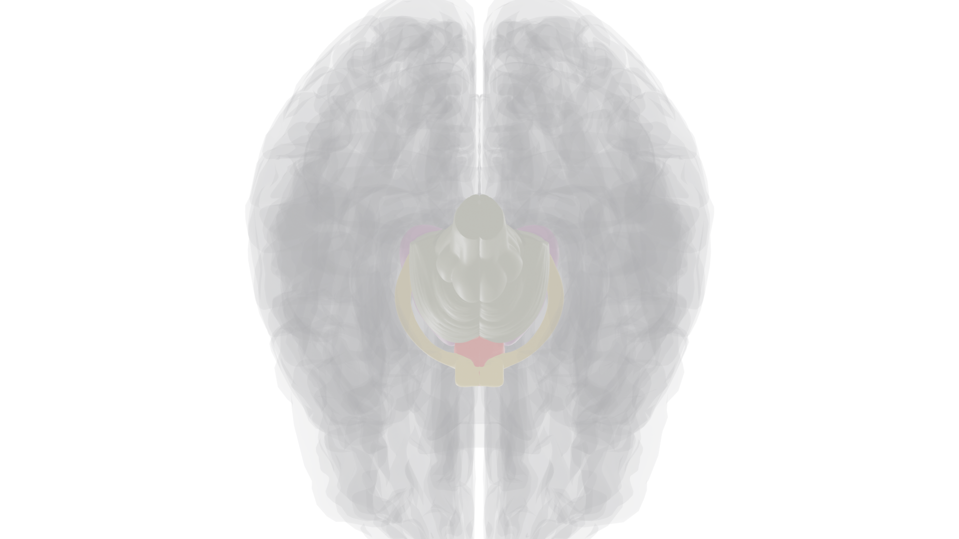 Ventral view highlighting brainstem
