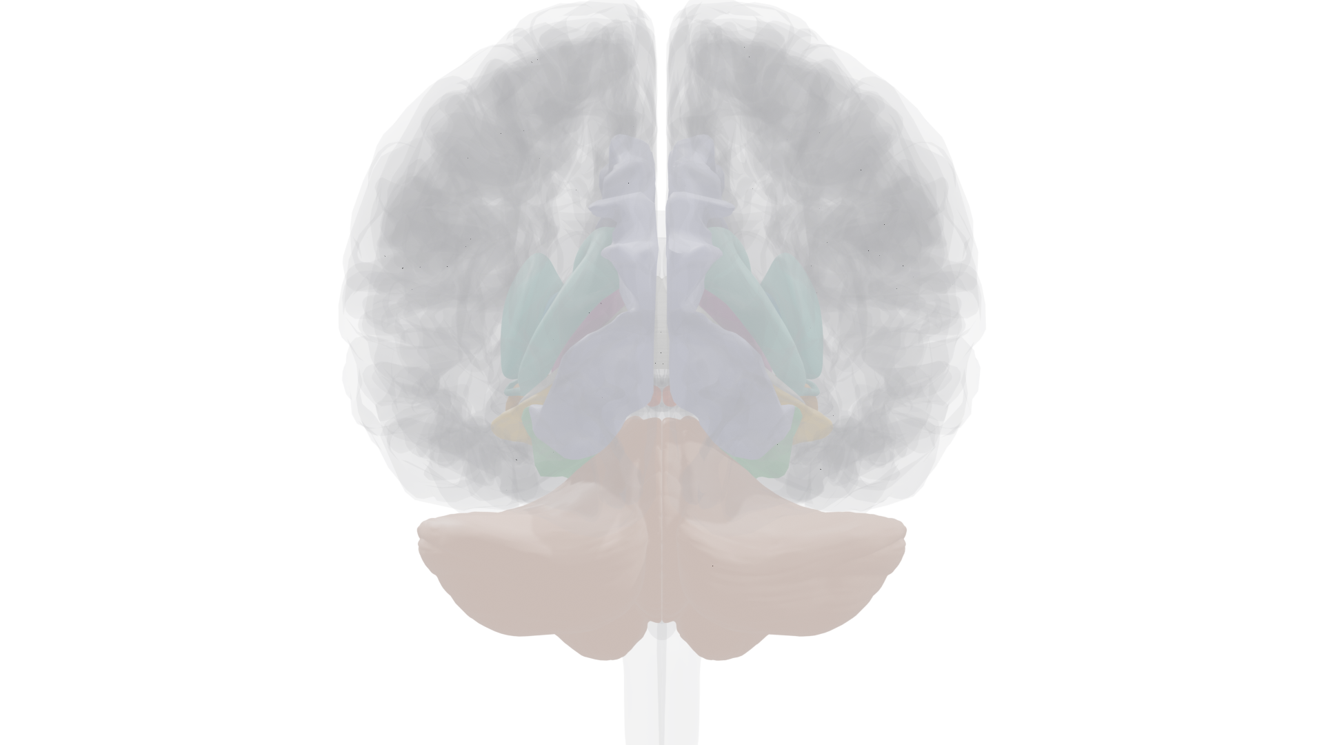 Anterior view showing thalamus and basal ganglia