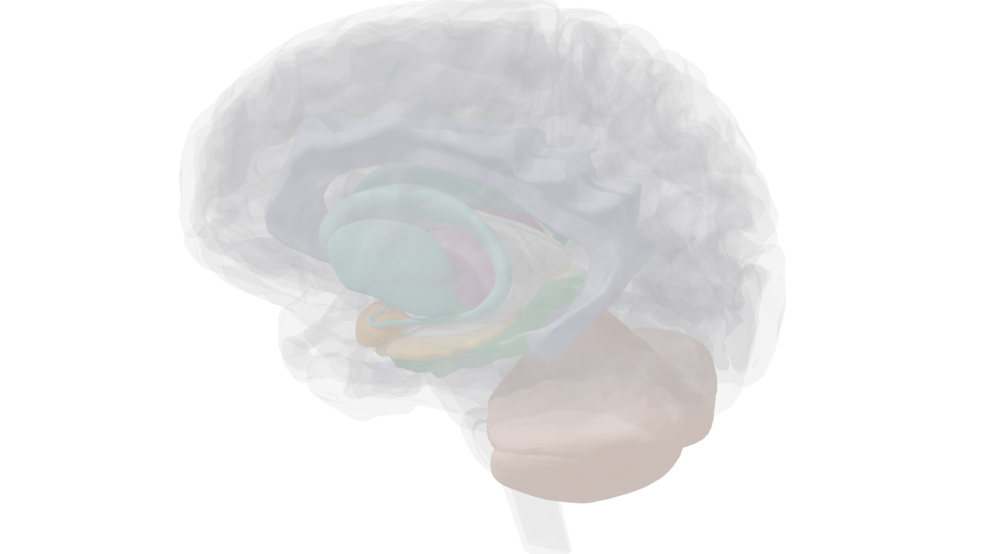 Deep structures view showing hippocampus, thalamus, basal ganglia