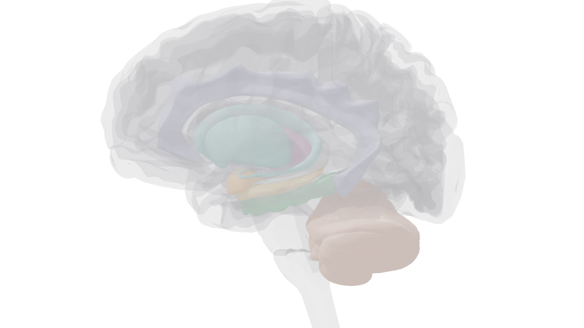 Midsagittal view highlighting hippocampus, thalamus, mammillary bodies, fornix, and cerebellum