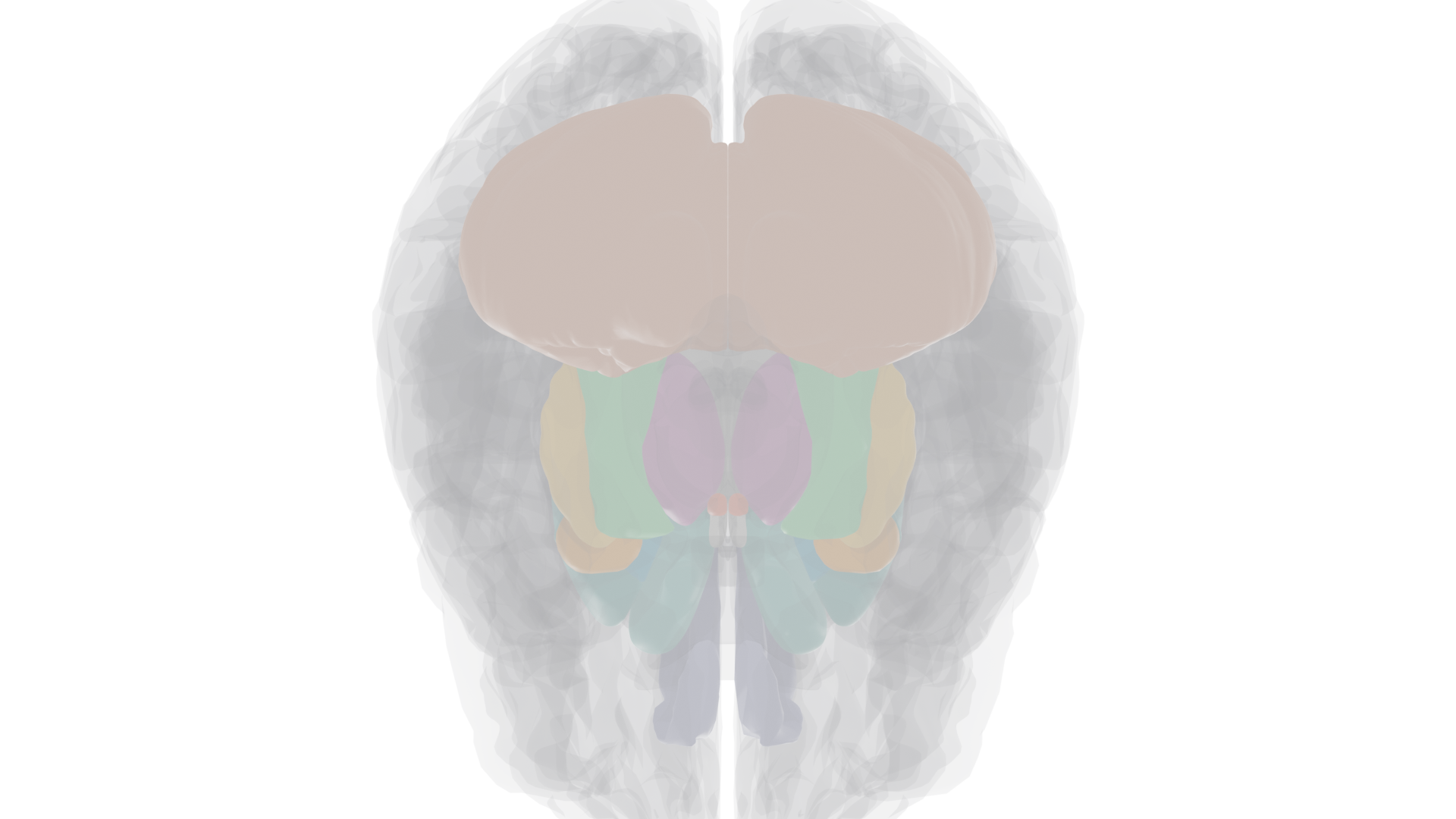 Ventral view showing hippocampus, mammillary bodies, and cerebellum