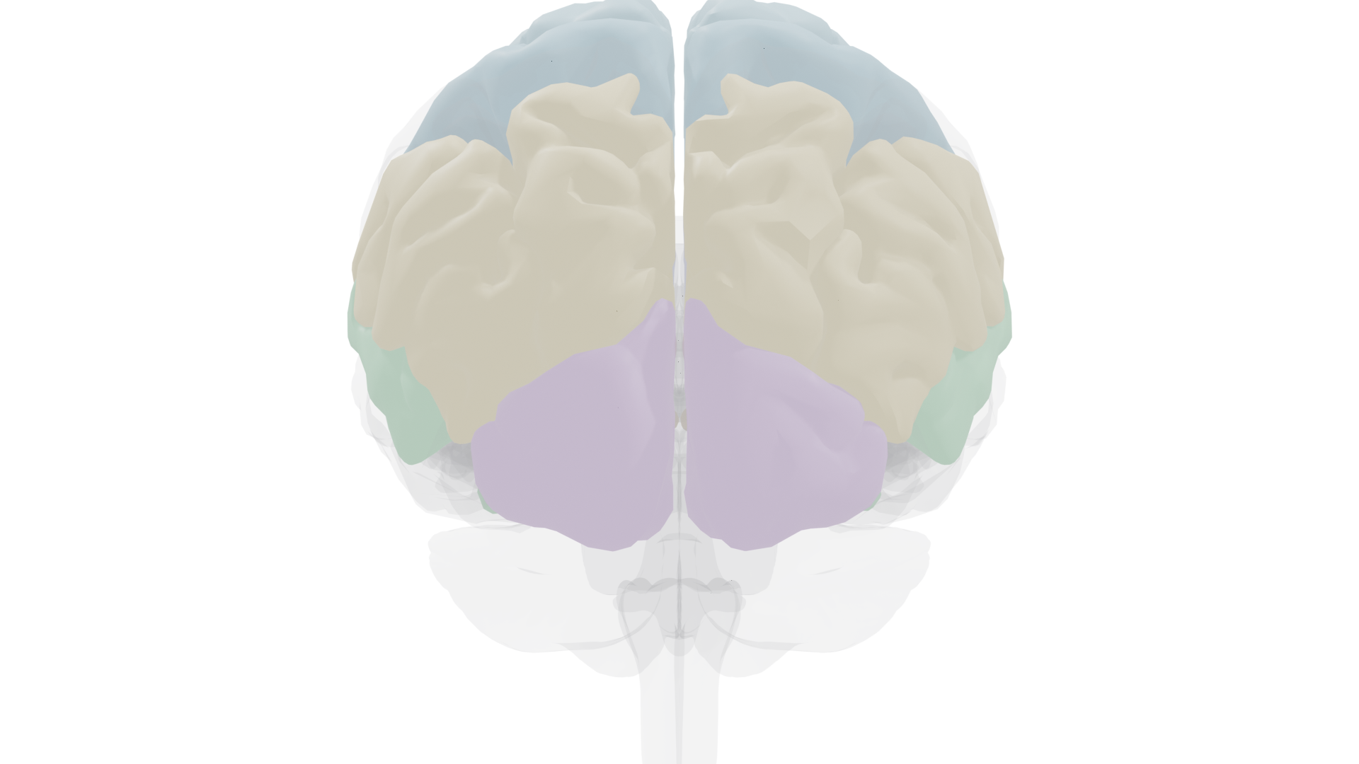 Anterior view showing frontal lobe prominence
