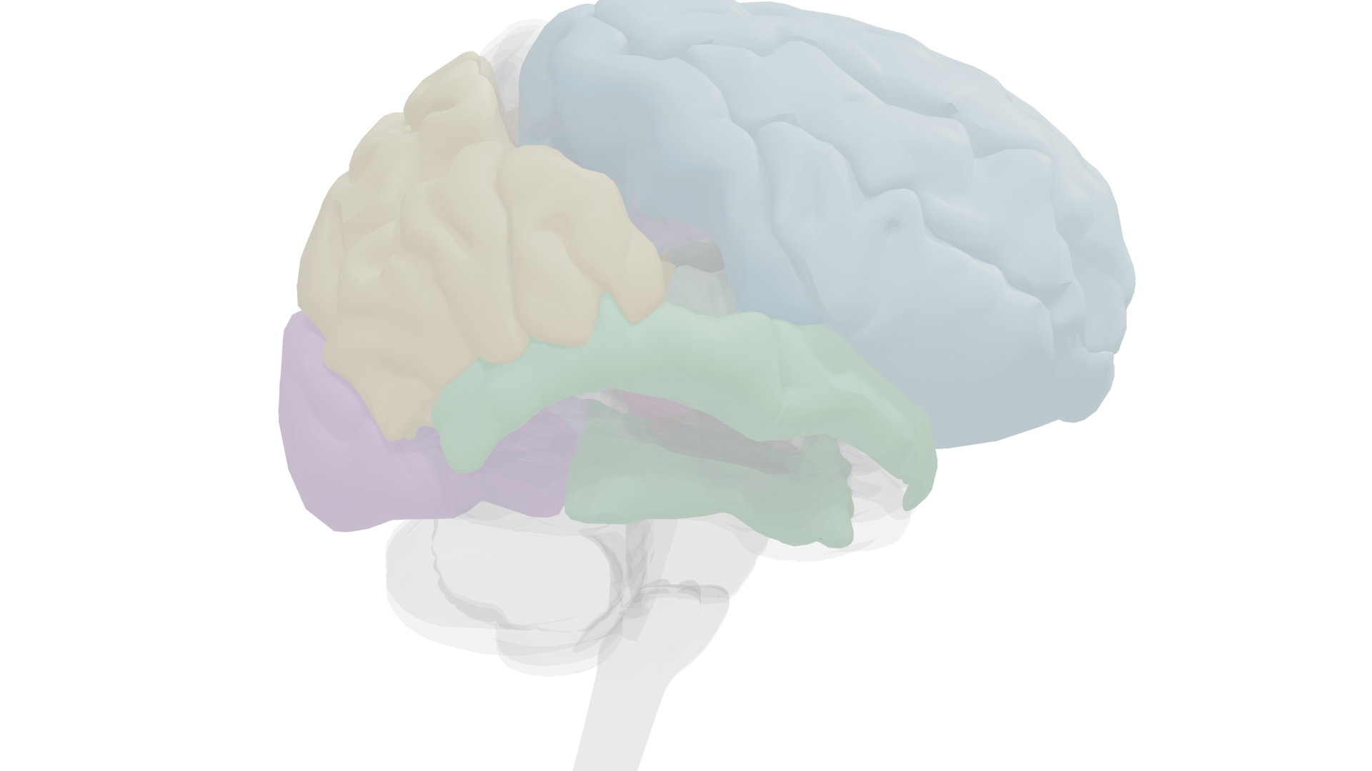 Left lateral view highlighting frontal, parietal, temporal, and occipital regions involved in attention