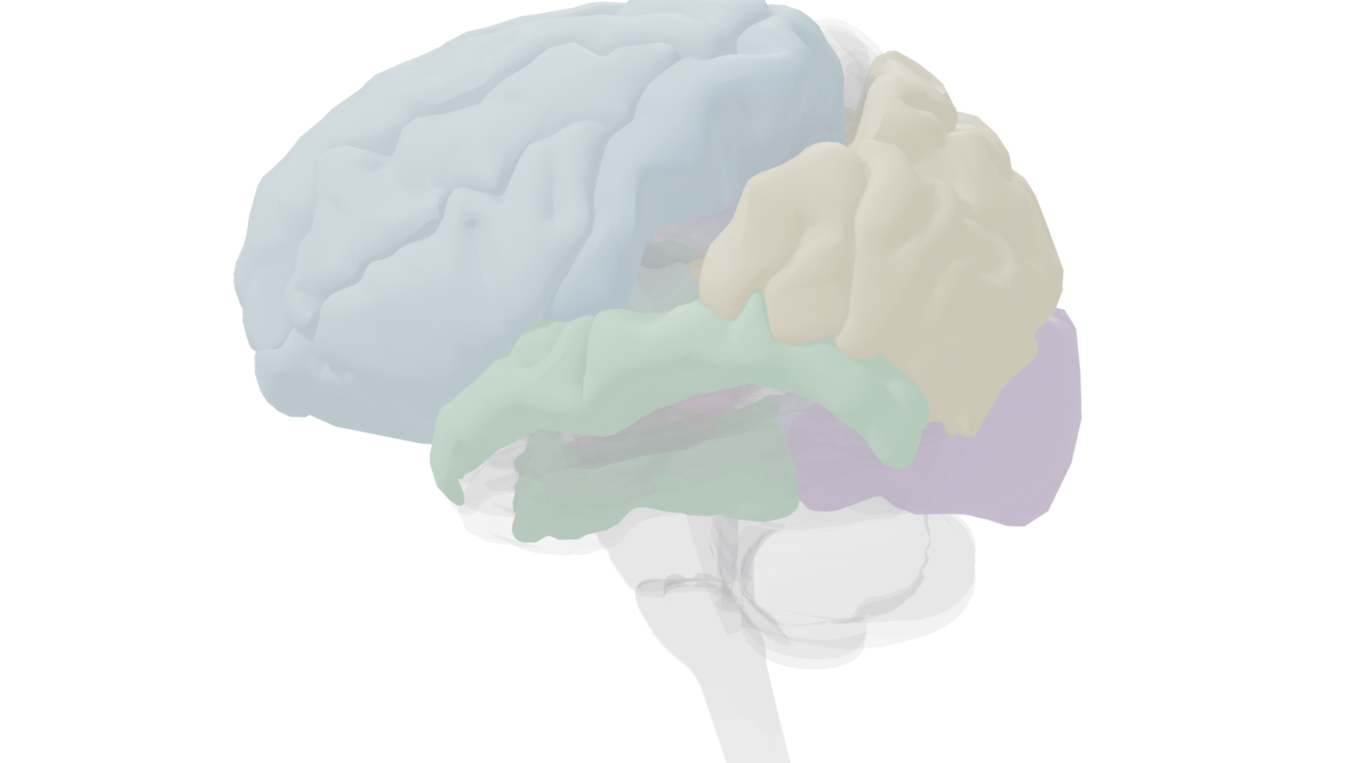 Right lateral view showing the right temporoparietal junction