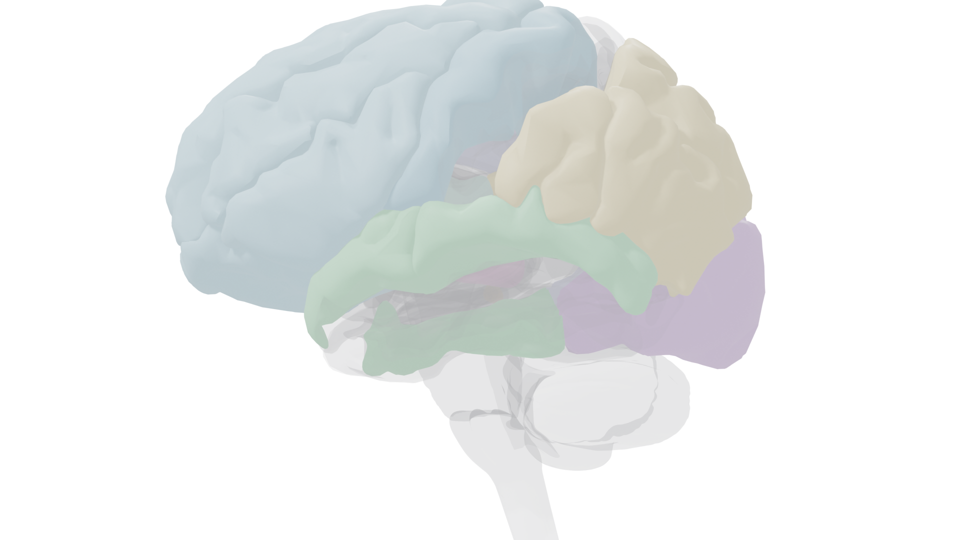 Midsagittal view showing cingulate gyrus, thalamus, and superior colliculus