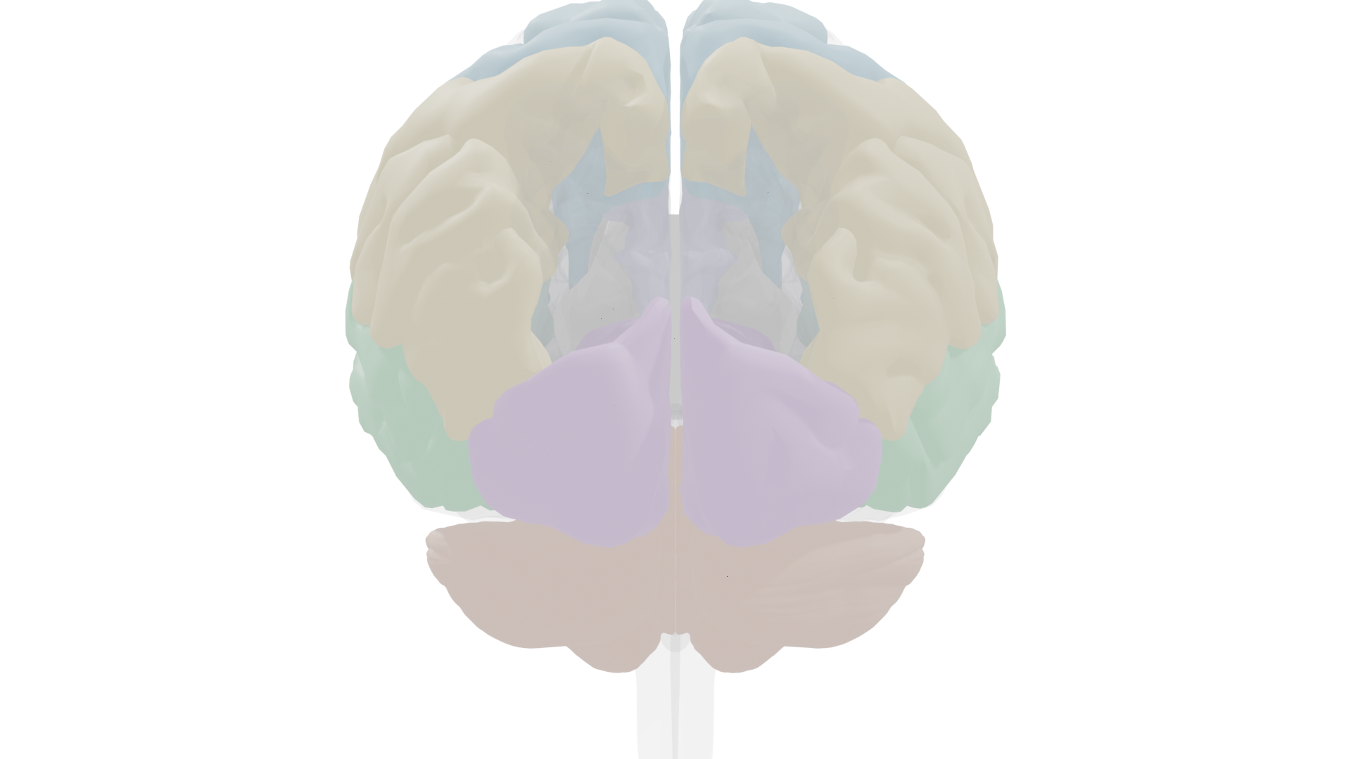 Anterior view of the brain