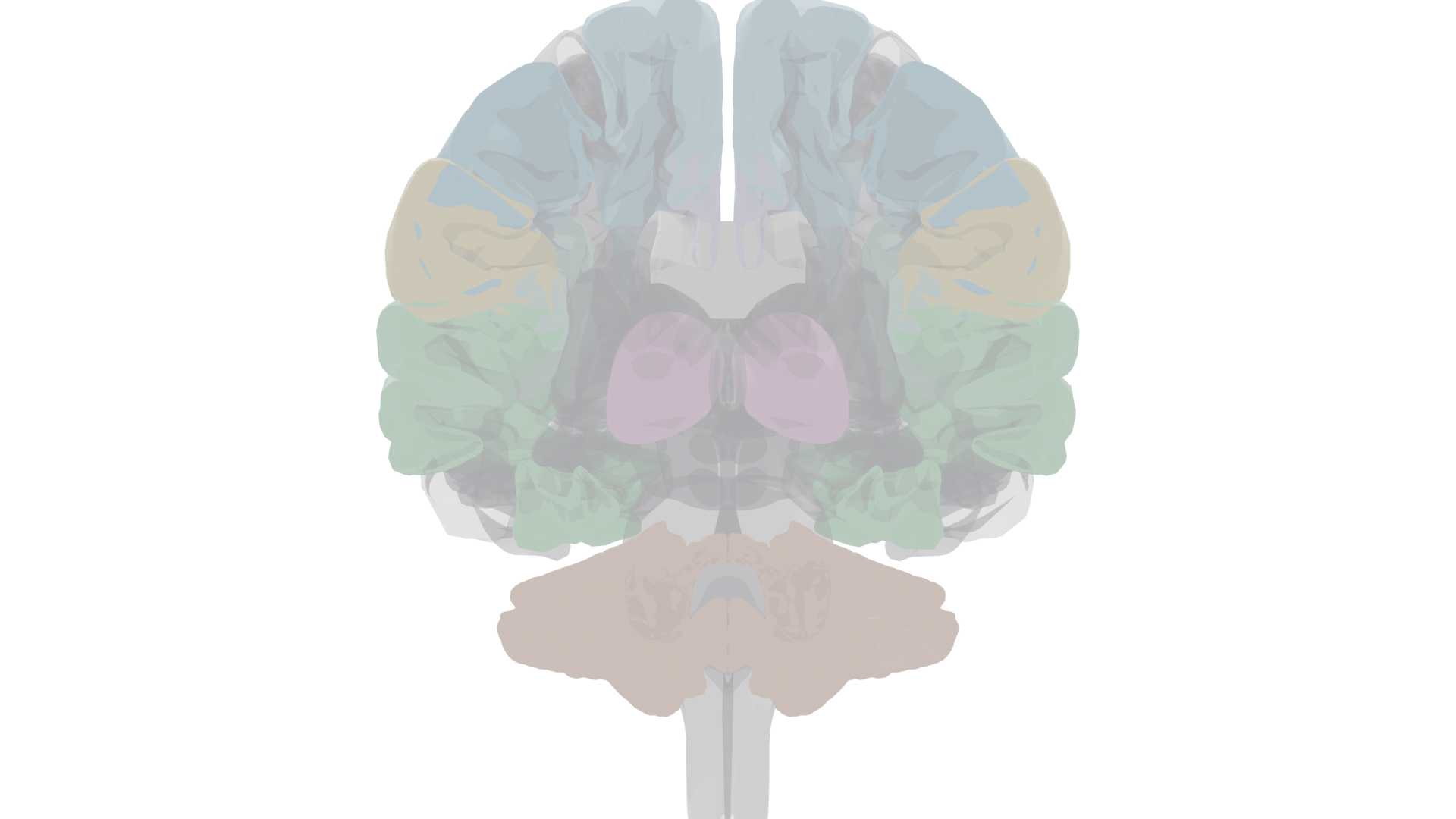 Coronal cross-section showing the thalamus bilaterally in the center of the brain