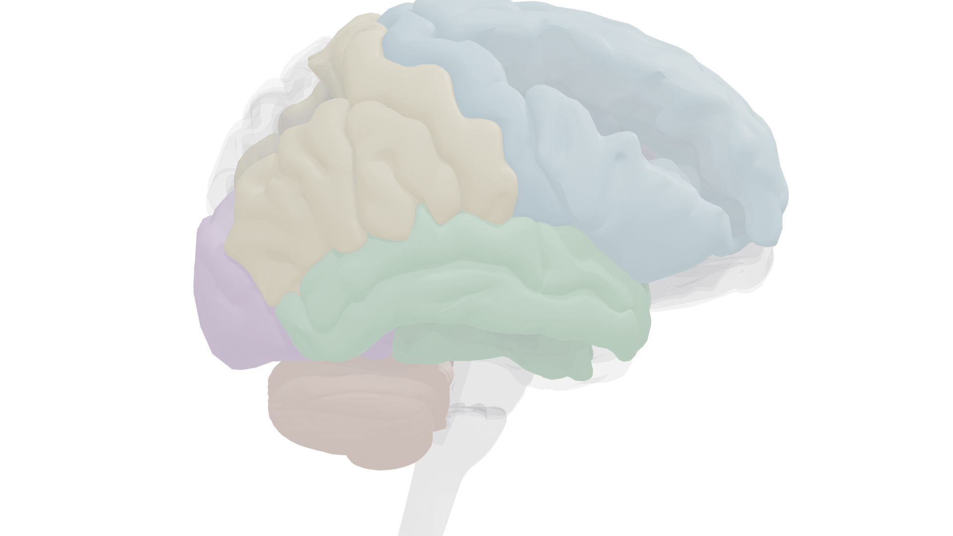 Left lateral view highlighting the major language areas including Broca's area and Wernicke's area