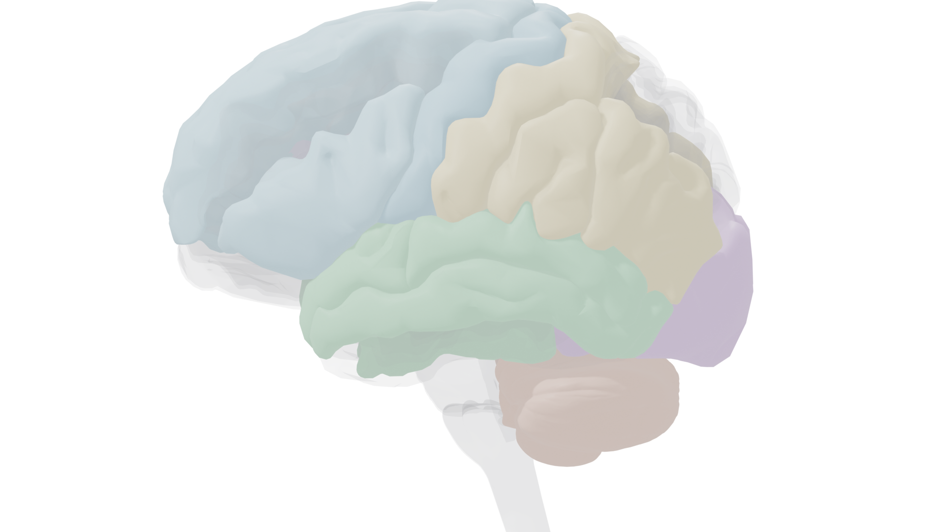 Right lateral view