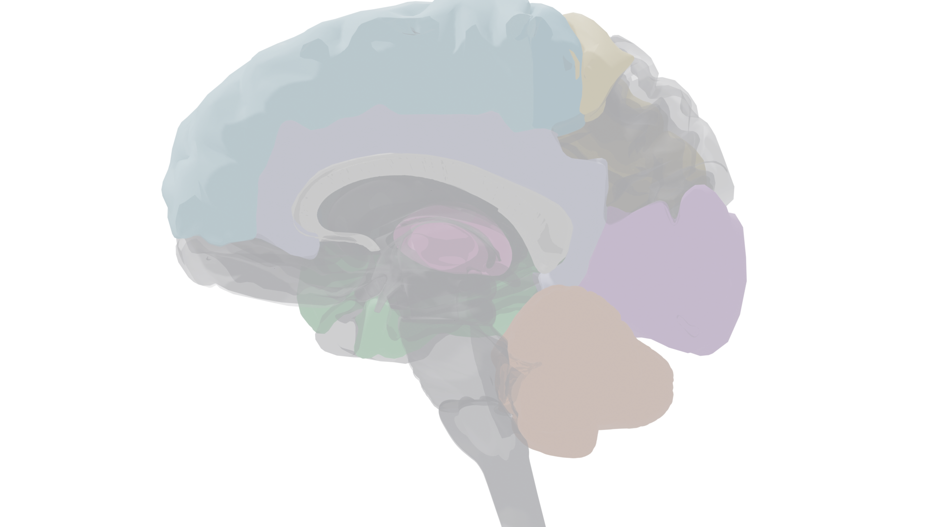 Sagittal cross-section showing the thalamus, corpus callosum, and cingulate gyrus from the side